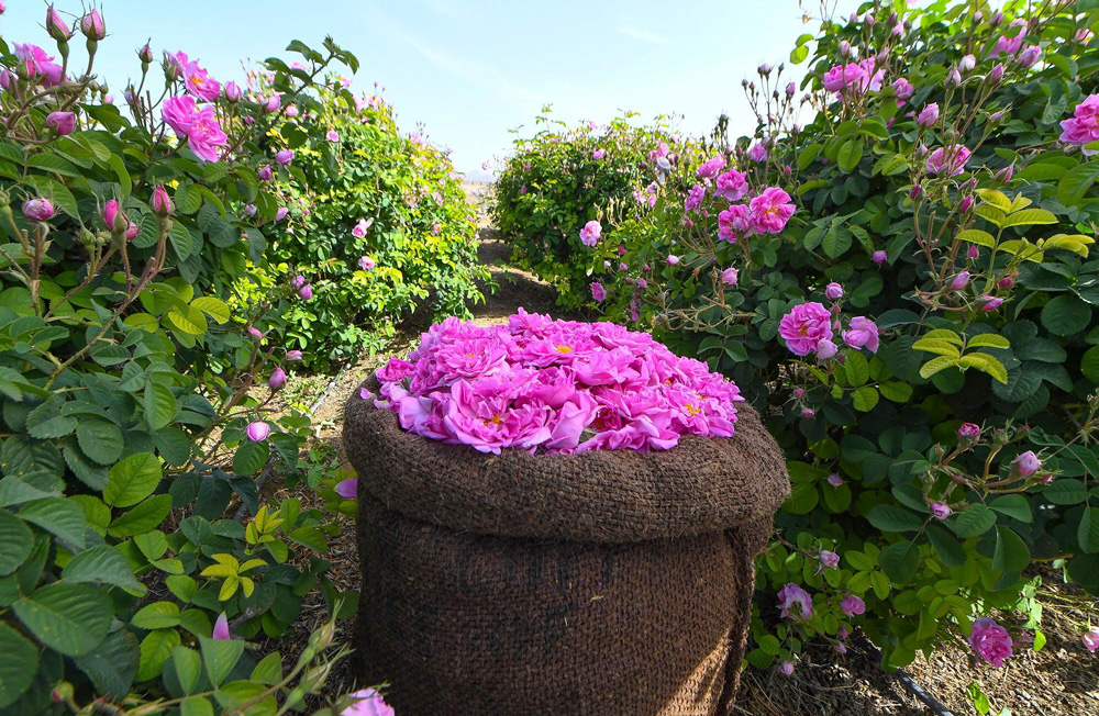 Rose Distilleries